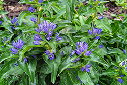 Blue Cross Gentian (Gentiana cruciata 'Blue Cross') at Ward's Nursery & Garden Center