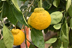 Tangerine (Citrus tangerina) at Ward's Nursery & Garden Center