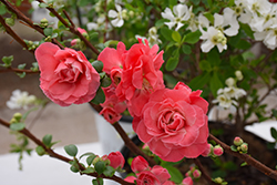 Double Take Pink Flowering Quince (Chaenomeles speciosa 'Pink Storm') at Ward's Nursery & Garden Center