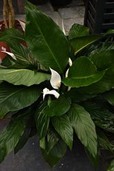 Peace Lily (Spathiphyllum wallisii) at Ward's Nursery & Garden Center