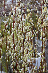Pussy Willow (Salix discolor) at Ward's Nursery & Garden Center