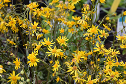 Golden Ragwort (Packera aurea) at Ward's Nursery & Garden Center