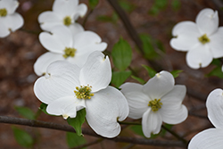 Jean's Appalachian Snow Flowering Dogwood (Cornus florida 'Jean's Appalachian Snow') at Ward's Nursery & Garden Center