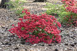 Girard's Crimson Azalea (Rhododendron 'Girard's Crimson') at Ward's Nursery & Garden Center