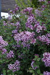 Bloomerang Lilac (Syringa 'Penda') at Ward's Nursery & Garden Center