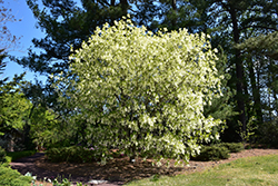 White Fringetree (Chionanthus virginicus) at Ward's Nursery & Garden Center