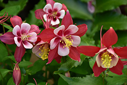 Origami Red and White Columbine (Aquilegia 'Origami Red and White') at Ward's Nursery & Garden Center
