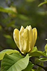 Yellow Bird Magnolia (Magnolia 'Yellow Bird') at Ward's Nursery & Garden Center
