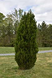 Spartan Juniper (Juniperus chinensis 'Spartan') at Ward's Nursery & Garden Center