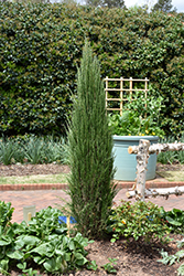 Blue Arrow Juniper (Juniperus scopulorum 'Blue Arrow') at Ward's Nursery & Garden Center