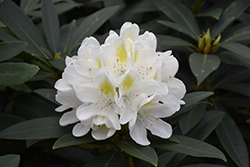 Chionoides Rhododendron (Rhododendron catawbiense 'Chionoides') at Ward's Nursery & Garden Center
