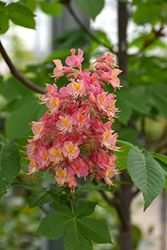 Fort McNair Red Horse Chestnut (Aesculus x carnea 'Fort McNair') at Ward's Nursery & Garden Center