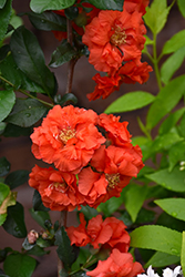 Double Take Orange Flowering Quince (Chaenomeles speciosa 'Orange Storm') at Ward's Nursery & Garden Center