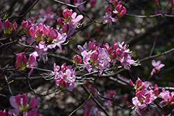 Pinkshell Azalea (Rhododendron vaseyi) at Ward's Nursery & Garden Center