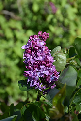 President Poincare Lilac (Syringa vulgaris 'President Poincare') at Ward's Nursery & Garden Center