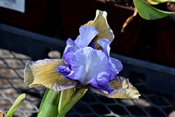 Blueberry Tart Iris (Iris 'Blueberry Tart') at Ward's Nursery & Garden Center