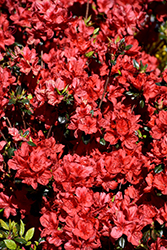 Stewartstonian Azalea (Rhododendron 'Stewartstonian') at Ward's Nursery & Garden Center