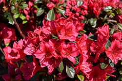 Bixby Azalea (Rhododendron 'Bixby') at Ward's Nursery & Garden Center