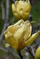 Sunsation Magnolia (Magnolia 'Sunsation') at Ward's Nursery & Garden Center