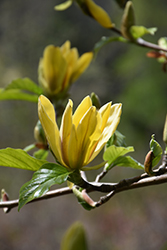 Ultimate Yellow Magnolia (Magnolia 'Ultimate Yellow') at Ward's Nursery & Garden Center