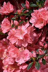 Blaauw's Pink Azalea (Rhododendron 'Blaauw's Pink') at Ward's Nursery & Garden Center