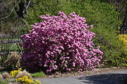 P.J.M. Elite Rhododendron (Rhododendron 'P.J.M. Elite') at Ward's Nursery & Garden Center