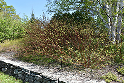 Bailey's Red Twig Dogwood (Cornus sericea 'Baileyi') at Ward's Nursery & Garden Center