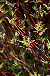 Bailey's Red Twig Dogwood (Cornus sericea 'Baileyi') at Ward's Nursery & Garden Center