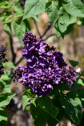 Agincourt Beauty Lilac (Syringa vulgaris 'Agincourt Beauty') at Ward's Nursery & Garden Center
