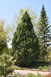 Swiss Stone Pine (Pinus cembra) at Ward's Nursery & Garden Center