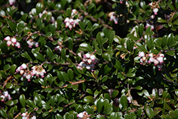 Bearberry (Arctostaphylos uva-ursi) at Ward's Nursery & Garden Center