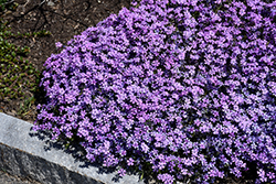 Purple Beauty Moss Phlox (Phlox subulata 'Purple Beauty') at Ward's Nursery & Garden Center