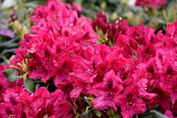 Nova Zembla Rhododendron (Rhododendron 'Nova Zembla') at Ward's Nursery & Garden Center