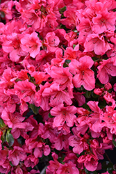 Girard's Crimson Azalea (Rhododendron 'Girard's Crimson') at Ward's Nursery & Garden Center