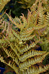 Brilliance Autumn Fern (Dryopteris erythrosora 'Brilliance') at Ward's Nursery & Garden Center