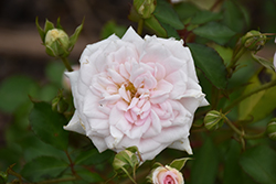 White Drift Rose (Rosa 'Meizorland') at Ward's Nursery & Garden Center