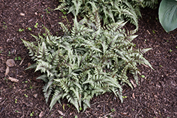 Branford Rambler Fern (Athyrium 'Branford Rambler') at Ward's Nursery & Garden Center