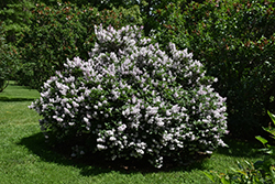 Miss Kim Lilac (Syringa patula 'Miss Kim') at Ward's Nursery & Garden Center