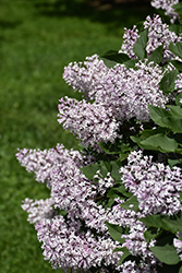 Miss Kim Lilac (Syringa patula 'Miss Kim') at Ward's Nursery & Garden Center