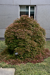 Orangeola Cutleaf Japanese Maple (Acer palmatum 'Orangeola') at Ward's Nursery & Garden Center