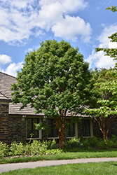 Paperbark Maple (Acer griseum) at Ward's Nursery & Garden Center