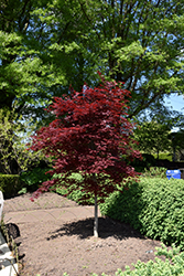 Fireglow Japanese Maple (Acer palmatum 'Fireglow') at Ward's Nursery & Garden Center