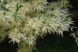 Butterfly Variegated Japanese Maple (Acer palmatum 'Butterfly') at Ward's Nursery & Garden Center