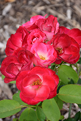 Firecracker Easy Elegance Rose (Rosa 'BAIcker') at Ward's Nursery & Garden Center