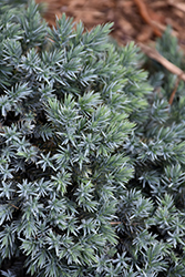 Blue Star Juniper (Juniperus squamata 'Blue Star') at Ward's Nursery & Garden Center