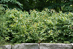 Bush Honeysuckle (Diervilla lonicera) at Ward's Nursery & Garden Center