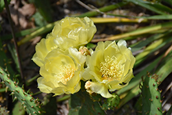 Prickly Pear Cactus (Opuntia humifusa) at Ward's Nursery & Garden Center