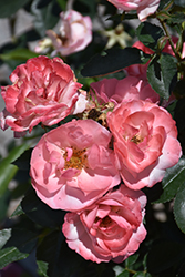 Calypso Rose (Rosa 'BAIypso') at Ward's Nursery & Garden Center