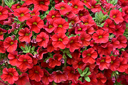 Superbells Red Calibrachoa (Calibrachoa 'INCALIMRED') at Ward's Nursery & Garden Center