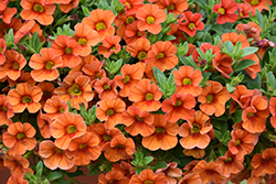 Aloha Hot Orange Calibrachoa (Calibrachoa 'Aloha Hot Orange') at Ward's Nursery & Garden Center